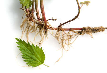 The big nettle, Urtica dioica, belongs to the wild herbs and wild vegetables. It is a wild plant...