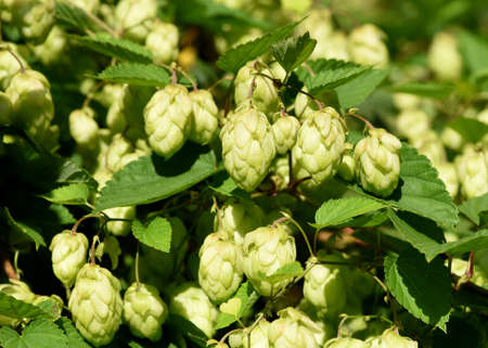 Hops, Humulus lupulus is a vine that is used, among other things, for beer production. It is an...