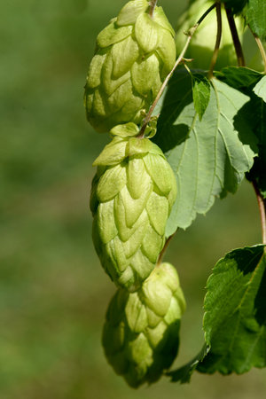 Hops, Humulus lupulus is a vine that is used, among other things, for beer production. It is an...