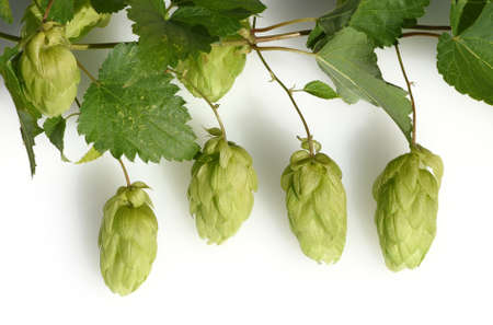 Hops, Humulus lupulus is a vine that is used, among other things, for beer production. It is an...