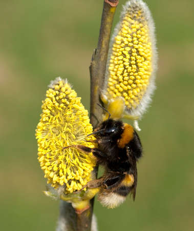 Bumblebees, Bombus, are useful insects for pollinating flowers.