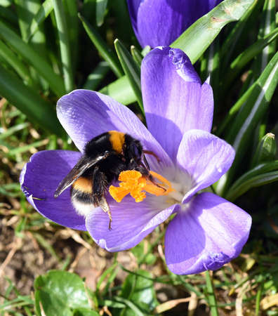 Bumblebees, Bombus, are useful insects for pollinating flowers.