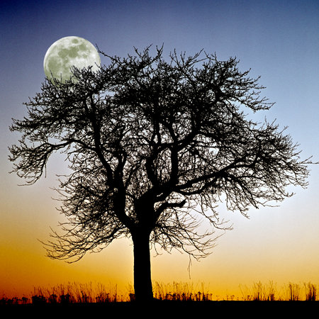 Full moon at night is a mystical mood.の写真素材