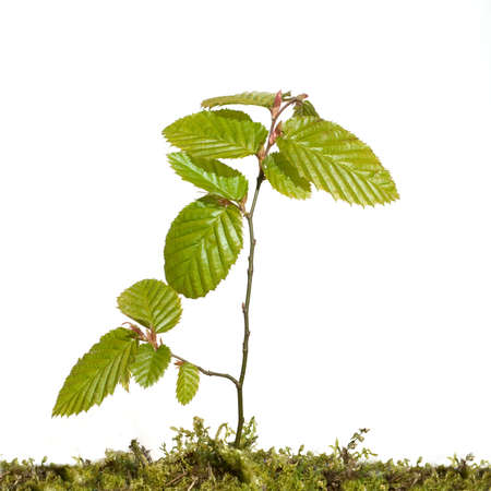 Common hornbeam, Carpinus betulus, is a deciduous tree that is often found in our forests and parks....