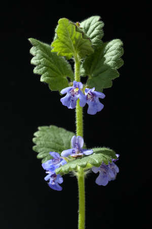 Glechoma hederacea is an important medicinal and medicinal plant with blue flowersの写真素材