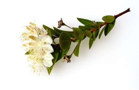 Myrtle, Myrtus communis, also called balm is a shrub with beautiful white flowers. It is an important medicinal plant and an attractive garden plant.の写真素材