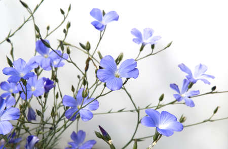linum perenne, is an important medicinal plant with blue flowers and is used in medicine. The plant is annual and is also processed into fabric.の写真素材