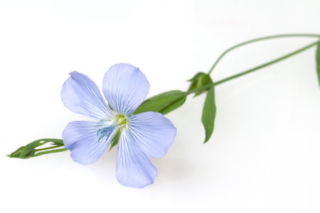 linum perenne, is an important medicinal plant with blue flowers and is used in medicine. The plant...