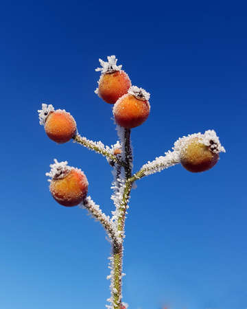 Rose hips, are the berries of the wild rose Rosa canina or dog rose. In winter they are often covered with hoarfrost.の写真素材