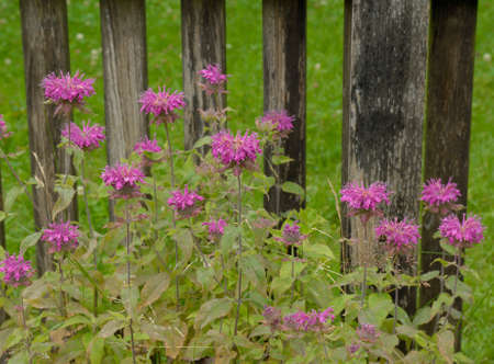 Indian nettle, Monarda, didyma is an important medicinal plant and has purple or red flowers.の写真素材