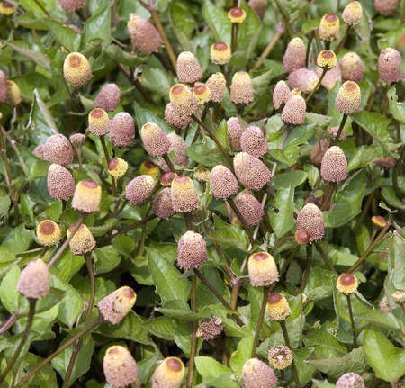 Paracress, Spilanthes oleracea is a herb and medicinal plant with beautiful flowersの写真素材