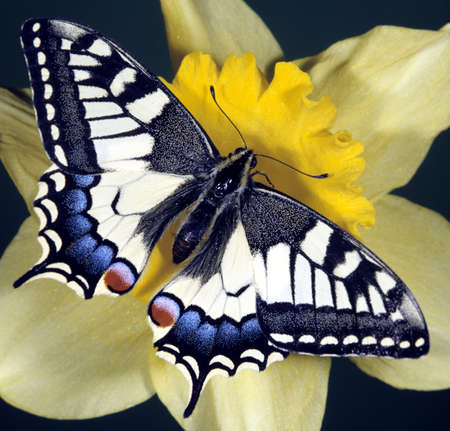 Swallowtail, Dovetail Papilio, machaon are butterflies, ie insects with large wings.