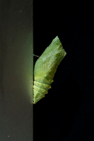 Swallowtail pupa, Dovetail Papilio machaon.の写真素材