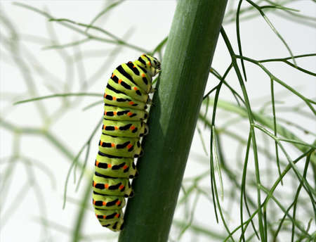 Swallowtail caterpillar, Dovetail Papilio machaon.