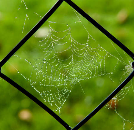 Cobwebs in the back light with water droplets on the threads.の写真素材