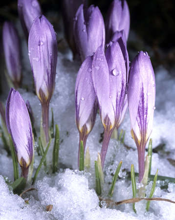 Elven crocus, Crocus tommasinianus is a delicate species of crocus that blooms with purple flowers...