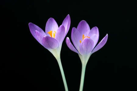 Elven crocus, Crocus tommasinianus is a delicate species of crocus that blooms with purple flowers in early spring.の写真素材