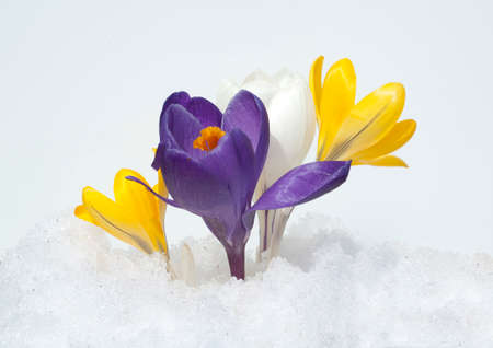 Garden crocus, Crocus Vernus is a species of crocus that blooms in many colorful flowers in early spring.の写真素材