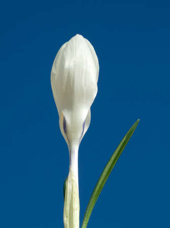 Garden crocus, Crocus Vernus is a species of crocus that blooms in many colorful flowers in early...