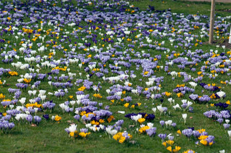 Garden crocus, Crocus Vernus is a species of crocus that blooms in many colorful flowers in early spring.の写真素材