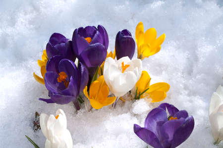 Garden crocus, Crocus Vernus is a species of crocus that blooms in many colorful flowers in early...
