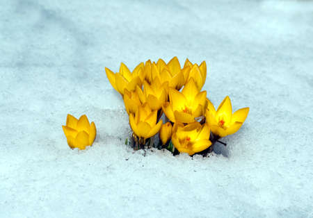 Gold brocade crocus; Crocus; angustifolius is a species of crocus that blooms in many yellow flowers in early spring.の写真素材