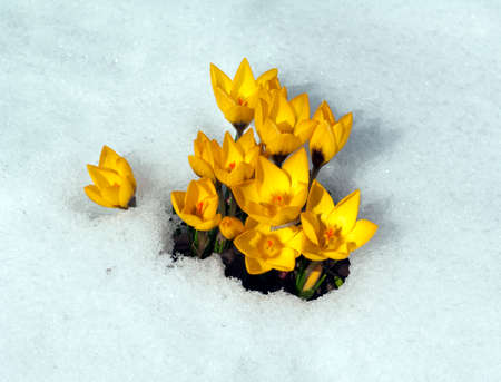 Gold brocade crocus; Crocus; angustifolius is a species of crocus that blooms in many yellow flowers in early spring.の写真素材