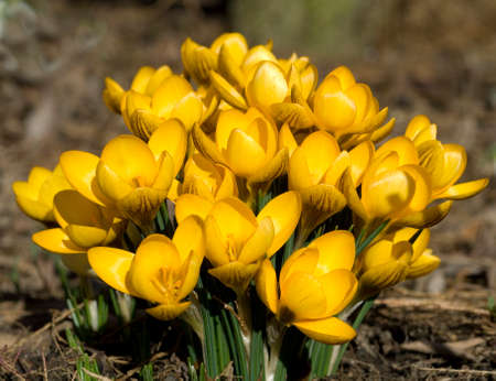 Gold brocade crocus; Crocus; angustifolius is a species of crocus that blooms in many yellow flowers in early spring.の写真素材