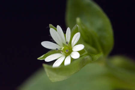 Chickweed, Stellaria media, is an important medicinal plant that is also used in medicinal medicine