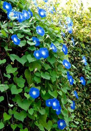 Tri-colored morning glory, Ipomoea purpurea is a beautiful climbing plant with predominantly purple...