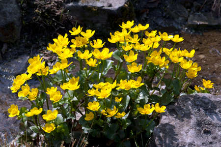 Marsh marigold, Caltha palustris is a yellow-flowering water and medicinal plant.