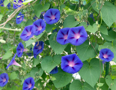 Three-color morning glory, Ipomoea purpurea, is a climbing plant or a very beautiful vine.