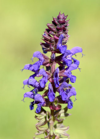Steppe sage, Salvia nemorosa, is an attractive perennial plant with blue flowers for a rock garden.の写真素材
