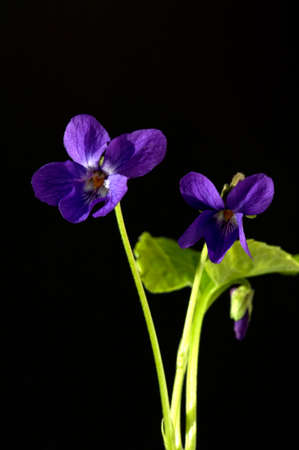 Scented violet, viola odorata, is an important medicinal plant with blue flowers that is also used...