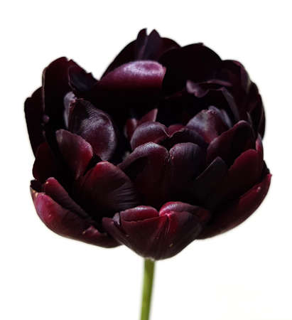 Tulips are very attractive early bloomers. It is an onion plant with many different colors.の写真素材