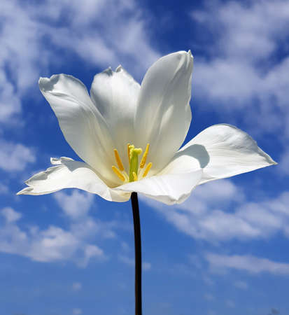 The tulip is a very attractive spring flower. It is an onion plant and comes in many different colors.の写真素材