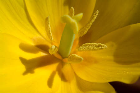 The tulip is a very attractive spring flower. It is an onion plant and comes in many different colors.の写真素材