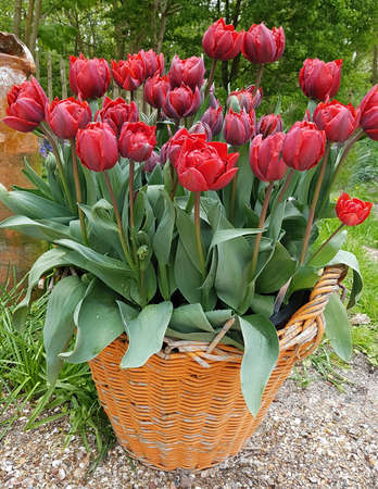 Tulips are very attractive early bloomers. It is an onion plant with many different colors.の写真素材