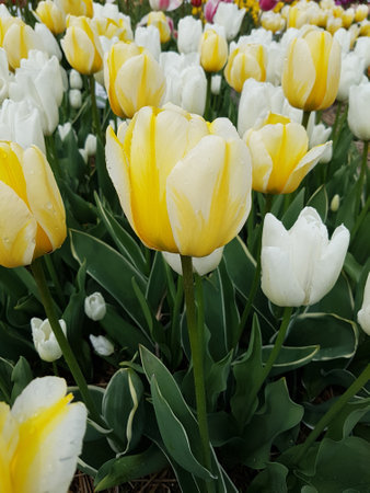 The tulip is a very attractive spring flower. It is an onion plant and comes in many different colors.の写真素材
