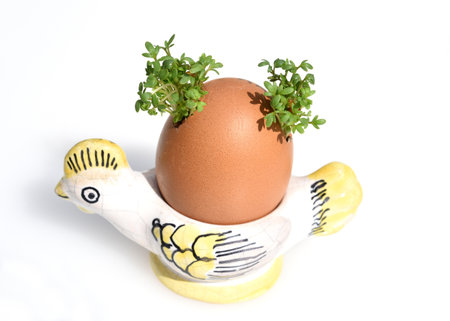 Cress, seedling, Lepidium sativum, is an important medicinal and medicinal plant. At Easter fun for children pulled in an egg.の写真素材