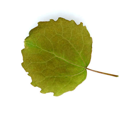 Aspen leaf, Populus tremula, also called aspen is a hardwood.