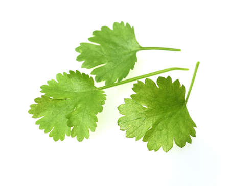 Coriander, Coriandrum sativum, is an important medicinal and herb plant.の写真素材