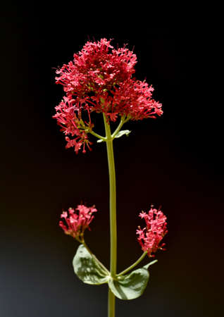 Spornflower, Centranthus ruber is an attractive and insect-loving flower.の写真素材