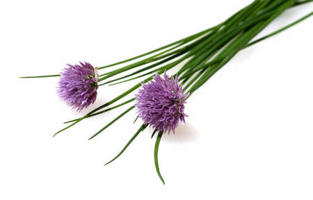 Chives, Allium schoenoprasum, are an important medicinal and medicinal plant. The herb is also used in the Frankfurt green sauce.の写真素材
