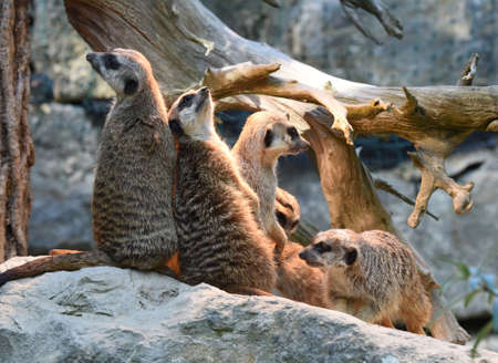 Meerkats, Suricata suricatta belong to the mongooses and live in earthen burrows in Africa.の写真素材