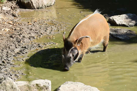 Brush ear pig; Potamochoerus Porcus is a wild pig found in Africa.の写真素材