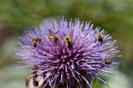 Artichoke, Cynara scolymus, is a vegetable and medicinal plant.の写真素材