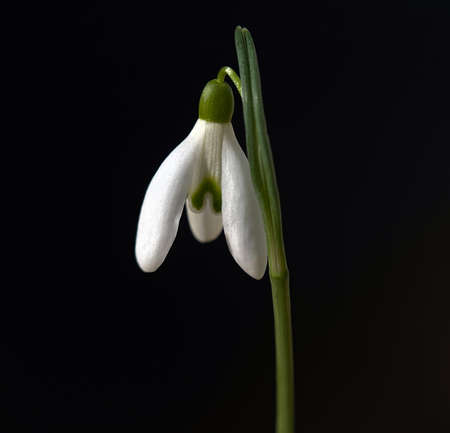 Snowdrop, Galanthus nivalis, is a flower that blooms in winter and is an important medicinal plant.の写真素材