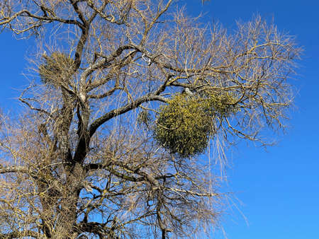Mistletoe, Viscum album, is a parasite that lives on our native trees.の写真素材