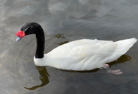 The black-necked swan is a species of swan (Cygnus), which belongs to the family of duck birds (Anatidae).の写真素材